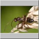 Cryptinae spp - Schlupfwespe 07c 6mm OS-Wallenhorst-Sandgrube-Tuempelufer.jpg